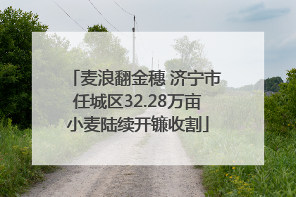 麦浪翻金穗 济宁市任城区32.28万亩小麦陆续开镰收割