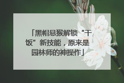 黑帽悬猴解锁“干饭”新技能，原来是园林师的神操作