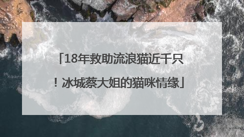 18年救助流浪猫近千只！冰城蔡大姐的猫咪情缘